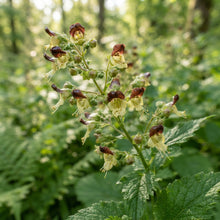 Scrophularia Vernalis Seeds for Garden Planting