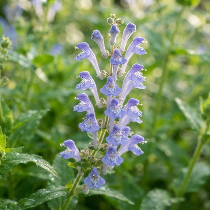 Scutellaria Altissima Seeds for Garden Planting