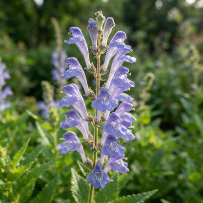 Scutellaria Altissima Seeds for Garden Planting