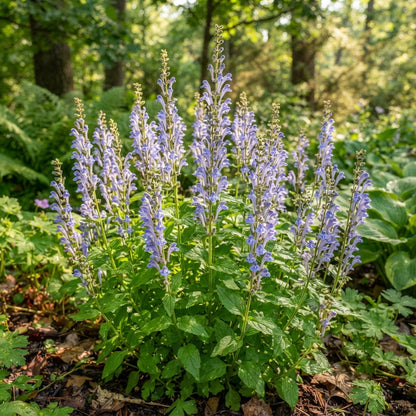 Scutellaria Altissima Seeds for Garden Planting