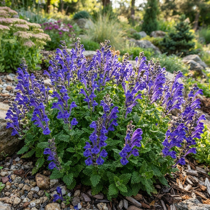 Scutellaria Tournefortii Seeds for Garden Planting