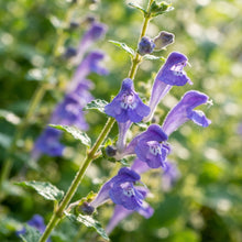 Scutellaria Tournefortii Seeds for Garden Planting