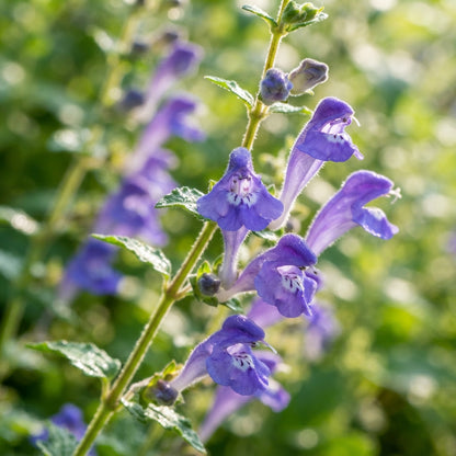 Scutellaria Tournefortii Seeds for Garden Planting
