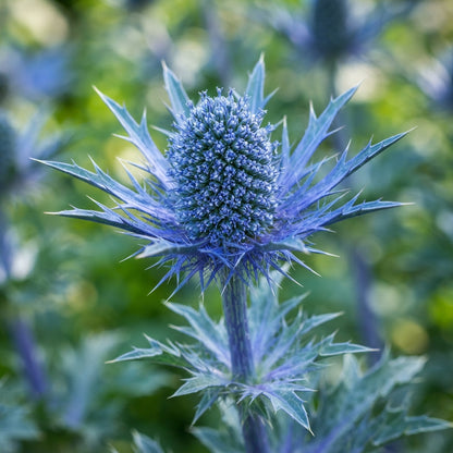 Sea Blue Holly Flower Seeds for Planting
