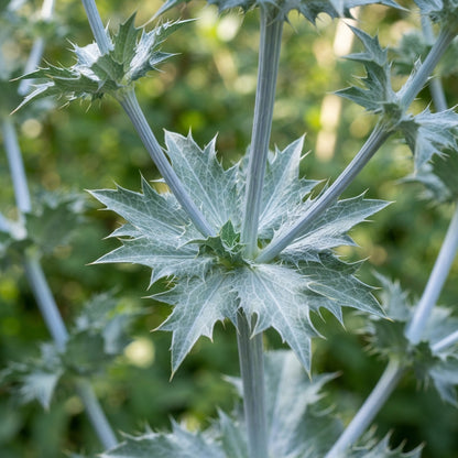 Sea Blue Holly Flower Seeds for Planting