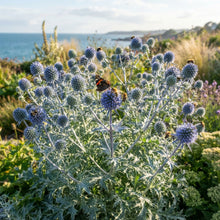 Sea Blue Holly Flower Seeds for Planting