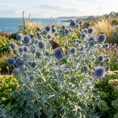 Sea Blue Holly Flower Seeds for Planting