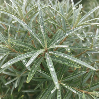 Sea Buckthorn Tree Seeds for Outdoor Fruit Garden Planting