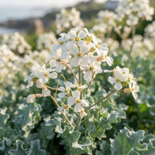 Sea Kale Lily White Flower Seeds