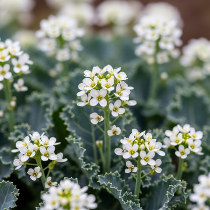 Sea Kale Vegetable Seeds for Outdoor Kitchen Garden Growing
