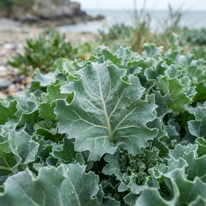 Sea Kale Lilywhite Seeds for Planting