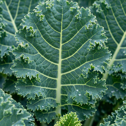 Sea Kale Vegetable Seeds for Outdoor Kitchen Garden Growing