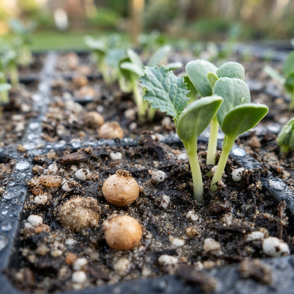 Sea Kale Lilywhite Seeds for Planting