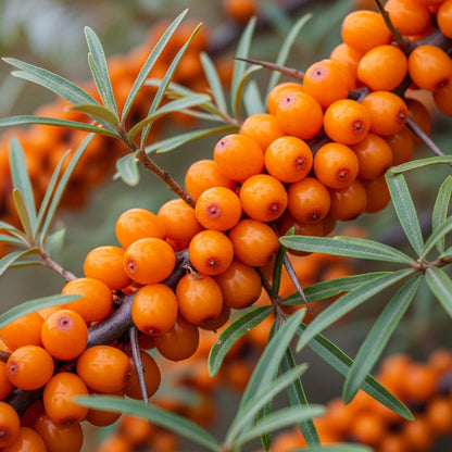 Sea Buckthorn Tree Seeds for Outdoor Fruit Garden Planting