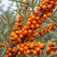 Sea Buckthorn Tree Seeds for Outdoor Fruit Garden Planting