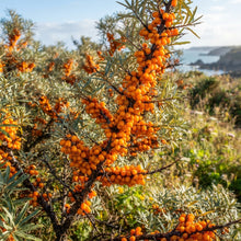 Seaberry Sea Buckthorn (Elaeagnus hippophae) Seeds for Planting