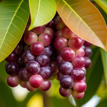 Coccoloba Uvifera Fruit Seeds for Tropical Garden Planting