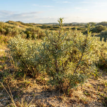 Seabuckthorn Seeds for Planting