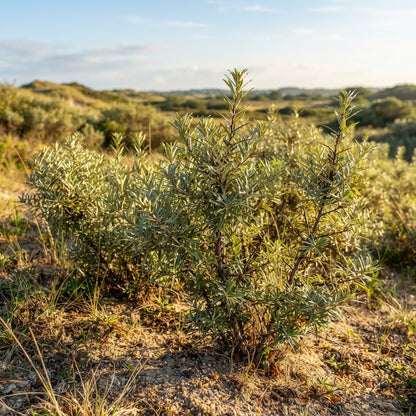 Seabuckthorn Seeds for Planting