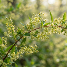 Securinega Suffruticosa Seeds for Garden Planting