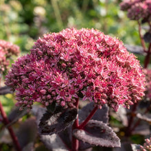 Sedum Emperor's Wave Telephium Hyb Seeds for Garden Planting
