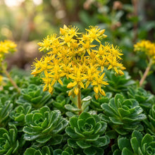 Sedum ellacombeanum Seeds for Planting