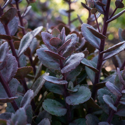 Sedum Telephium Postman's Pride Seeds for Garden Planting