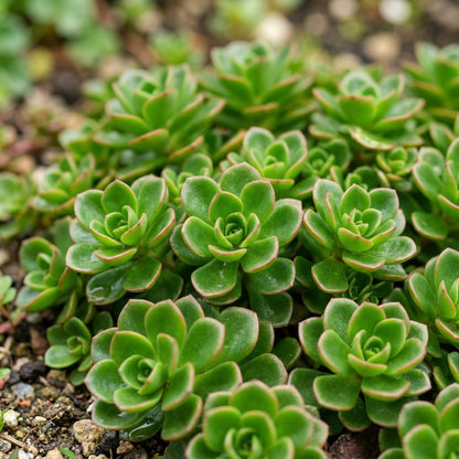 Sedum ellacombeanum Seeds for Planting