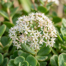 Sedum Obcordatum Flower Seeds For Planting