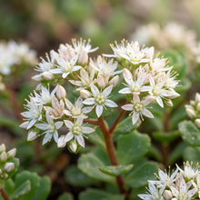 Sedum Obcordatum Flower Seeds For Planting