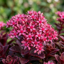 Sedum Spurium Voodoo Flower Seeds For Planting