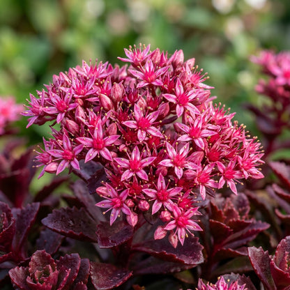 Sedum Spurium Voodoo Flower Seeds For Planting