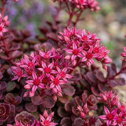 Sedum Spurium Voodoo Flower Seeds For Planting