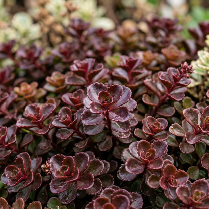 Sedum Spurium Voodoo Flower Seeds For Planting