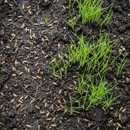 Miscanthus Sinensis Hybrid Grass Seeds