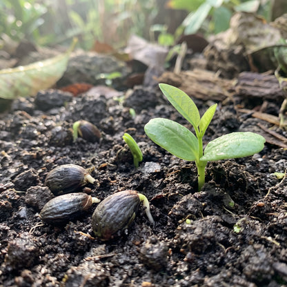 Red Sugar Apple Seeds for Planting