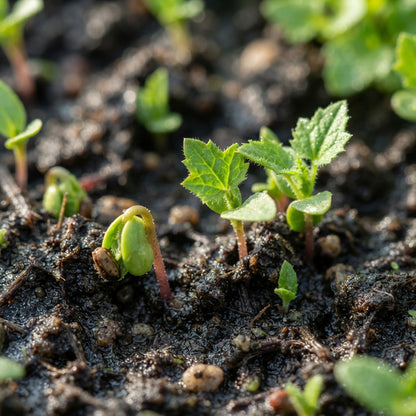 Strawberry Sticks Spinach (Chenopodium) Seeds for Planting