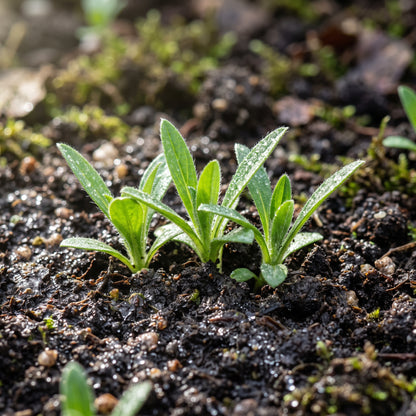Echium Vulgare Flower Seeds for Planting