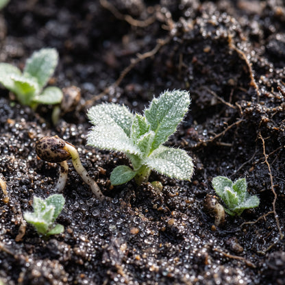 Scotch Thistle Flower Seeds for Planting
