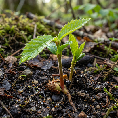 Chinquapin Chestnut (Castanea pumila) Seeds for Planting
