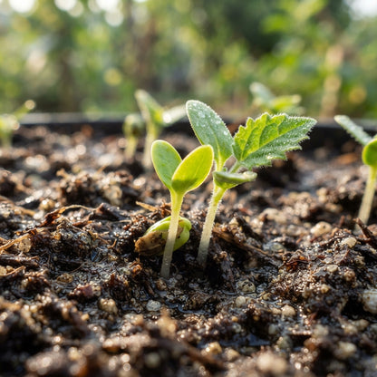 Cape Gooseberry Seeds for Planting