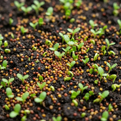 White Dutch Clover Seeds Trifolium repens – Lawn Alternative Ground Cover Garden Seeds for Planting