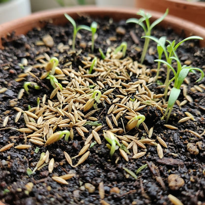 Aquarium Dwarf Hair Grass Seeds – Small Cow Hair Grass Seeds for Fish Tank Aquascape Carpet Planting