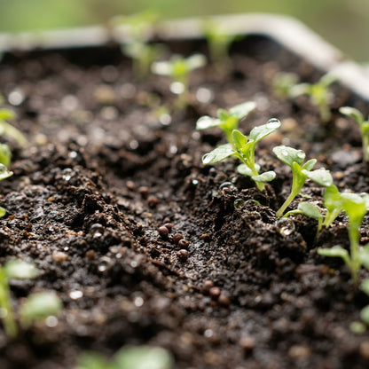 Chaenorhinum Blue Dream Seeds – Mini Blue Blooms