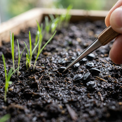 Allium Campanulatum Flower Seeds For Planting