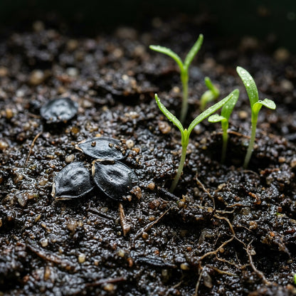 Zephyranthes White Flower Seeds For Planting