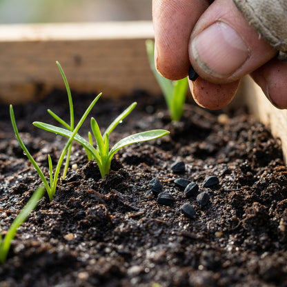 Puschkinia scilloides Flower Seeds for Planting