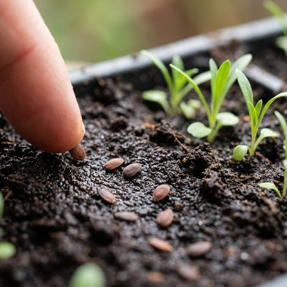 Wallflower Cloth of Gold Flower Seeds For Planting