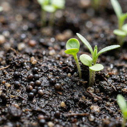 Compacted Featherflower Wildflower Seeds For Planting