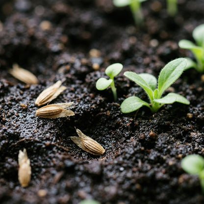 Scabiosa Vestita Seeds for Garden Planting